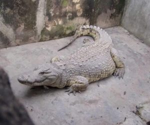 Delesolu Family mourns, loses pride as Ibadan legendary crocodile   dies at 84
